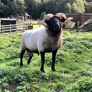 Norfolk Horn ram, Nero
