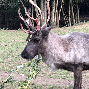 Mistletoe losing her velvet