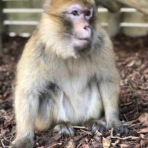 Barbary macaque, Ndidi