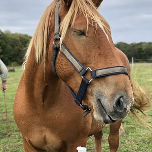 Suffolk Punch, Annabelle