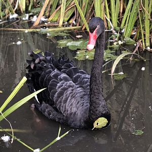 Black Swan, Natalie