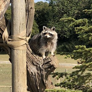 North American raccoon, Bobo