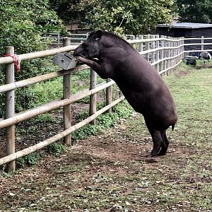 Teddy snacking on rhea food!
