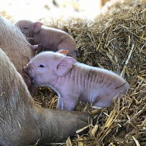 Newborn middle white piglet