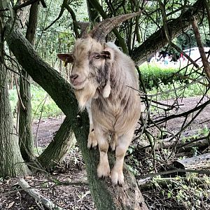 Tree climbing pygmy goat
