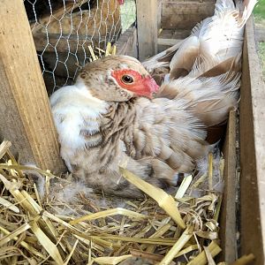 Muscovy sitting on guinea fowl eggs