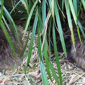 Elbe European beaver (Castor fiber albicus) Castor, 2020-09-16