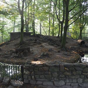European badger exhibit, 2020-09-16