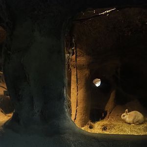Domestic rabbit den, 2020-09-16