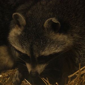 Raccoon (Procyon lotor), 2020-09-16