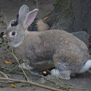 Domestic rabbit (Oryctolagus cuniculus) chewing on branches, 2020-09-16