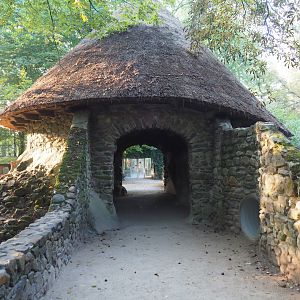 Domestic rabbit and raccoon den building, 2020-09-16