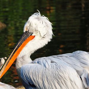 Dalmatian pelican (Pelecanus crispus), 2020-09-16