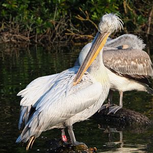 Dalmatian pelican (Pelecanus crispus), 2020-09-16