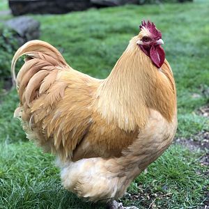 Buff Orpington