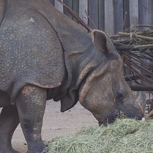Indian rhinoceros bull Gujarat (Rhinoceros unicornis), 2020-09-16