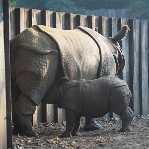 Indian rhinoceros Karamat nursing calf Vaiana (Rhinoceros unicornis), 2020-09-16