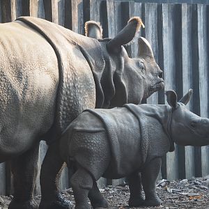 Indian rhinoceroses Karamat and Vaiana (Rhinoceros unicornis), 2020-09-16