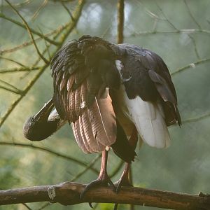 Preening Straw-necked ibis (Threskiornis spinicollis) in the morning light, 2020-09-16