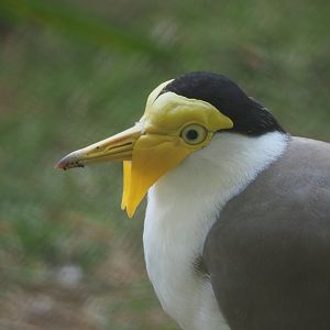 Masked lapwing (Vanellus miles miles), 2020-09-16