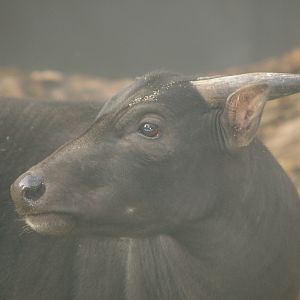 Lowland anoa (Bubalus depressicornis), 2006-11-05