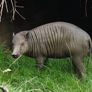 Female North Sulawesi babirusa (Babyrousa celebensis), 2011-08-27