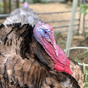 Bourbon red turkey, Gerard