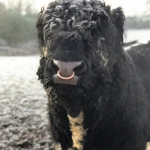 Lucky, Riggit Galloway bull