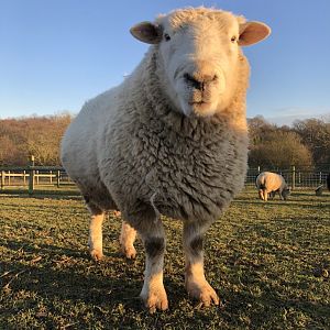 Boris, Devon Closewool ram