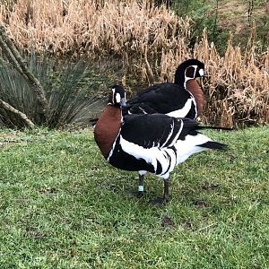 Red-breasted geese, Jean Paul & Gigi Le-Doo