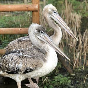 Peli-can & Peli-can’t....pink backed pelicans