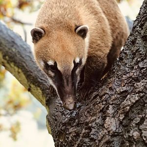 Coati in the oak tree