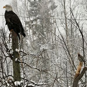 Bald Eagle / Bohemian Waxwing mixed species exhibit