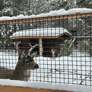 Sitka Blacktail Deer.