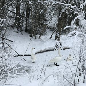 Trumpeter Swans