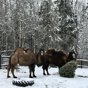 Bactrian Camels
