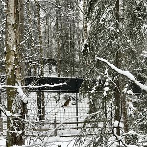Coyote Exhibit from the Black Bear viewing deck.