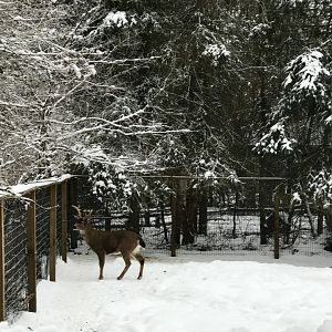 Sitka Blacktail Deer Exhibit