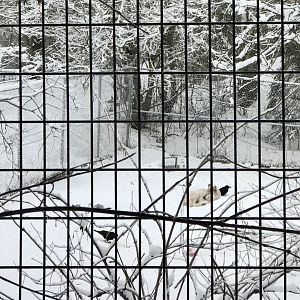 Gray Wolf and Ravens