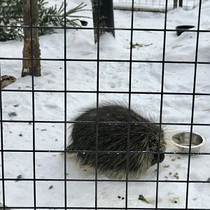 North American Porcupine