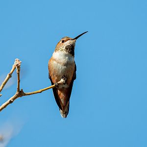 Allen’s Hummingbird