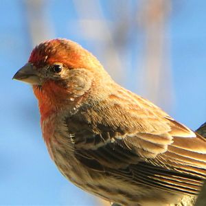 House Finch