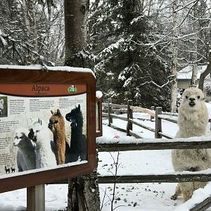 Alpaca greeter.
