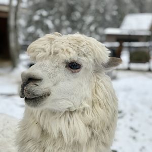 Alpaca