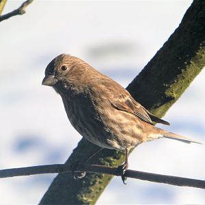 House Finch