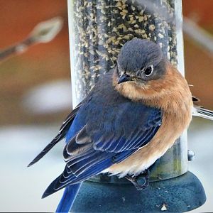 Eastern Bluebird