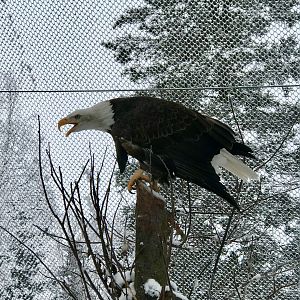 Bald Eagle