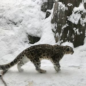 Snow Leopard