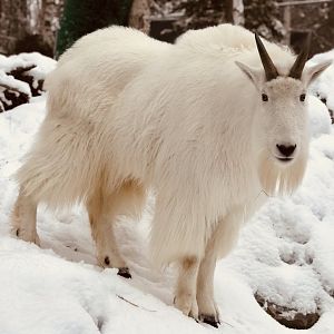 Mountain Goat