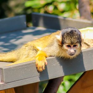 Bolivian Squirrel Monkey (Saimiri boliviensis) - December 2019